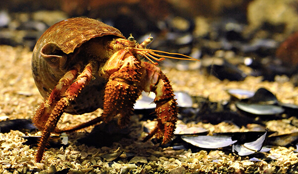 Photo: Cancer hermit crab from the Black Sea
