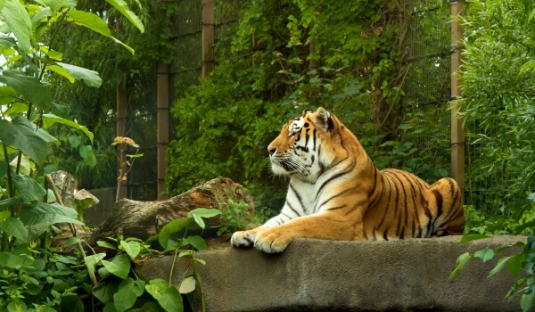 Foto: Tigre de Amur del Libro Rojo