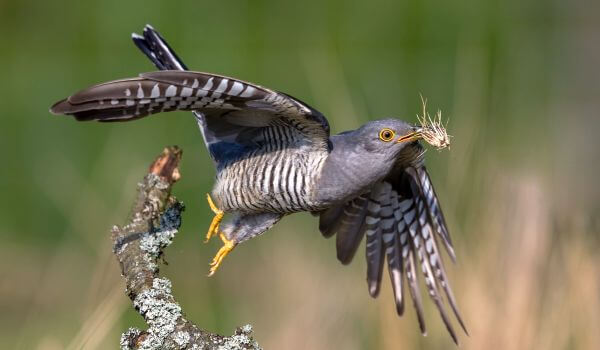 Photo: Cuckoo bird