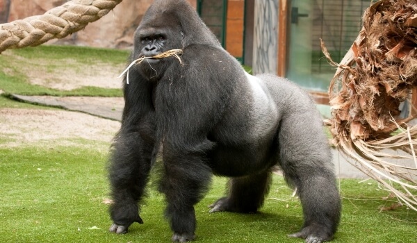 Foto: Mannlig gorilla