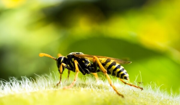 Photo: Wasp