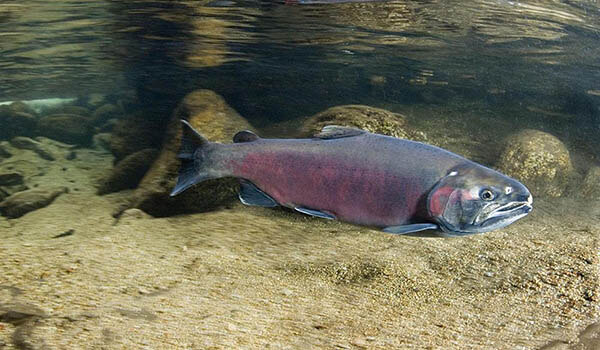 Photo: What coho salmon looks like