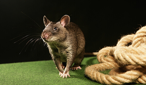 Foto: Gambisk råtta