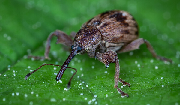 Photo: Weevil Beetle