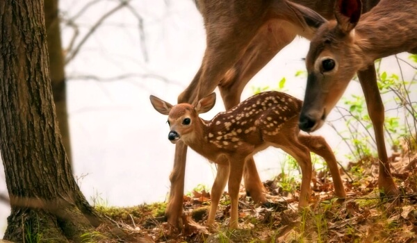 Photo: Whitetail Deer Cub