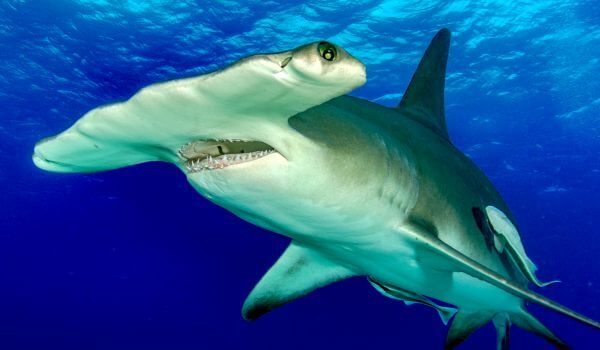 Photo: Hammerhead Shark