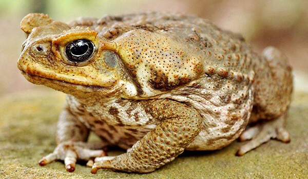 Photo: Poison toad aga