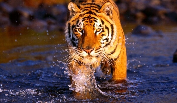 Photo: Bengal Tiger