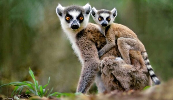 Foto: Ring-tailed Lemur