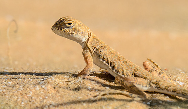 Foto: Pintail lizard