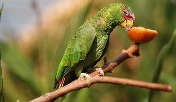 Photo: Amazon green parrot 
