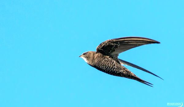 Photo: Swift in the sky
