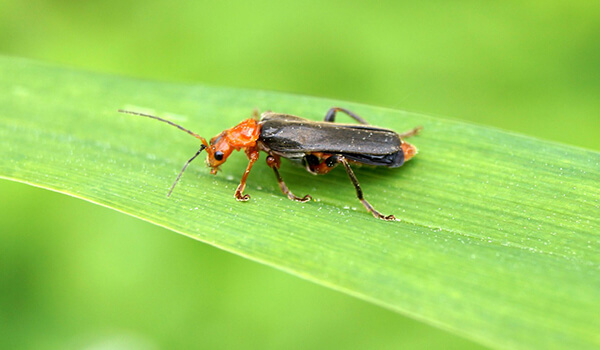 Foto: Escarabajo bombero en la naturaleza