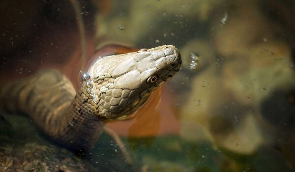  Photo: Water snake