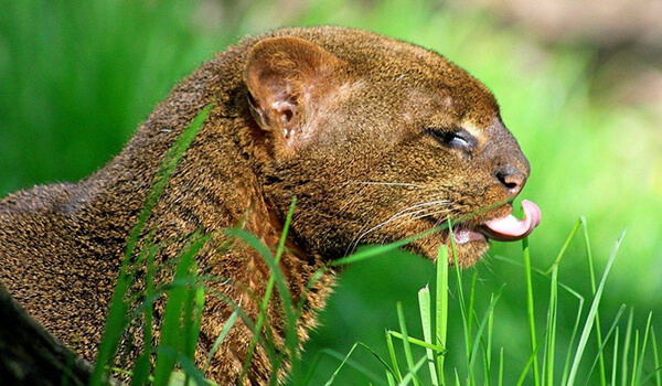 Foto: Sådan ser en jaguarundi ud