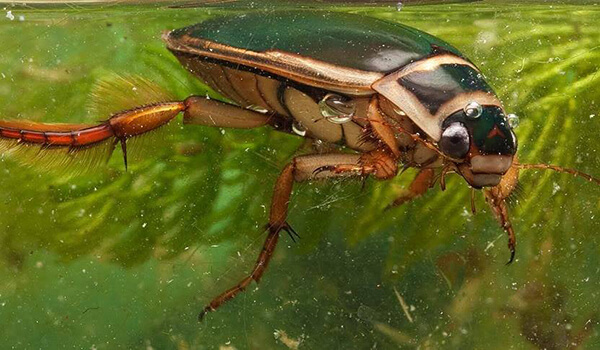 Photo: Swimming Beetle