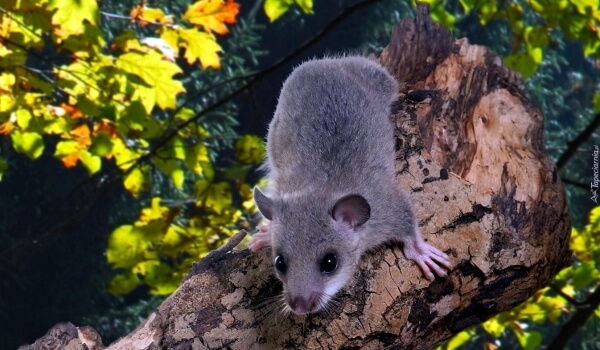 Photo: What the forest dormouse looks like