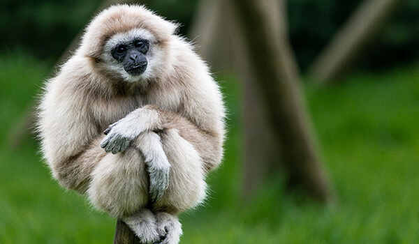Photo: Gibbon Monkey