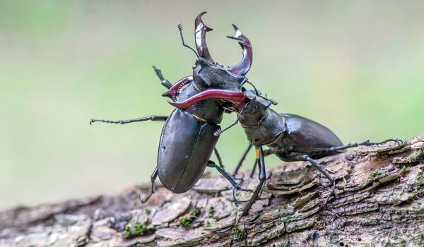 Photo: Stag beetle animal