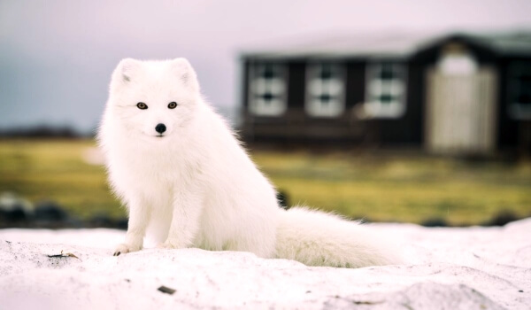 Photo : Arctic fox