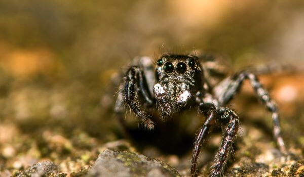 Foto: Black Horse Spider