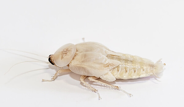 Photo: What a white cockroach looks like