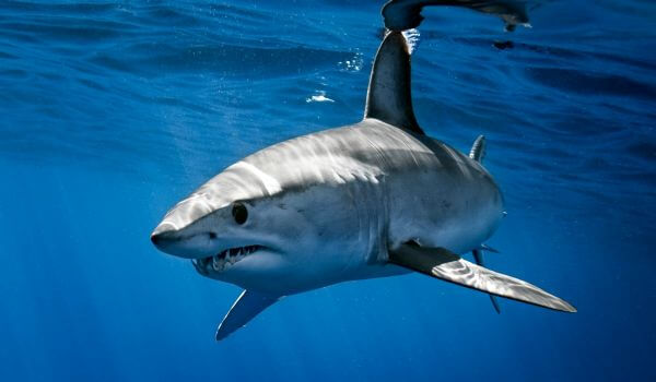 Photo: Mako Shark