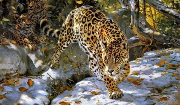 Photo: Jaguar cat