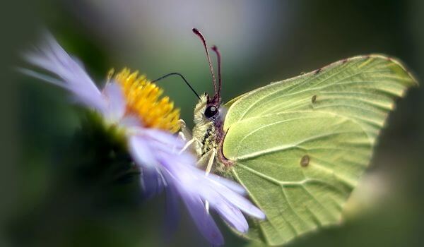 Foto: Lemon Butterfly