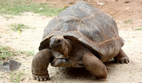 Foto: Reuzenschildpad uit het Rode Boek