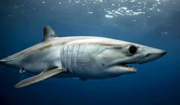 Photo: Red Book Mako Shark