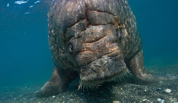 Photo: Cabbage , or sea cow