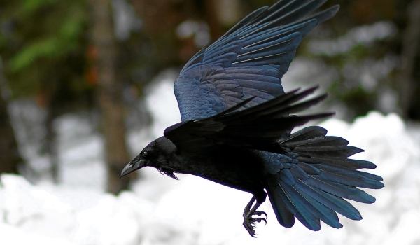 Photo: Raven in flight