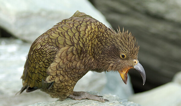 Photo: What a kea parrot looks like