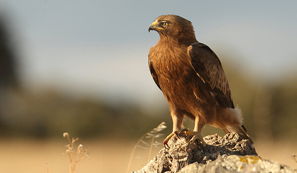 Photo: Dwarf Eagle in natuur