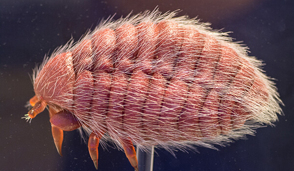 Foto: Cochineal Insect 