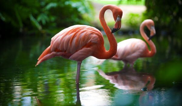 Photo: Greater Flamingo