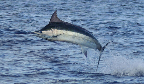 Photo: Atlantic marlin