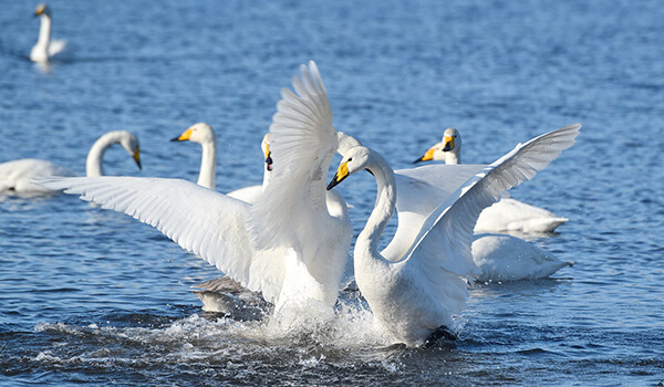 Photo: Whooper Swans