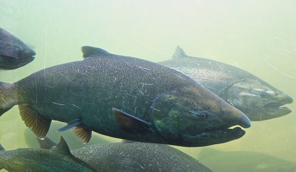 Photo: Chinook Salmon