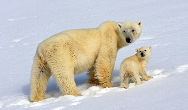 Photo: Polar Bear Red Book