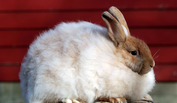 Foto: como é um coelho angorá 