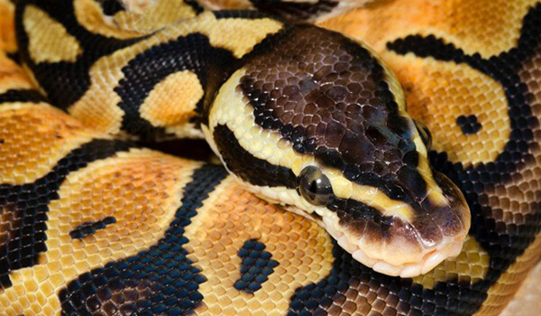 Photo: King python snake