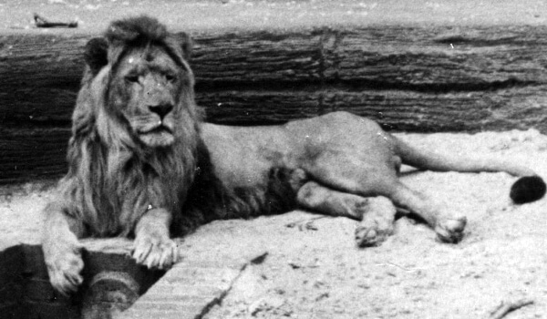 Photo: Last Barbary Lion