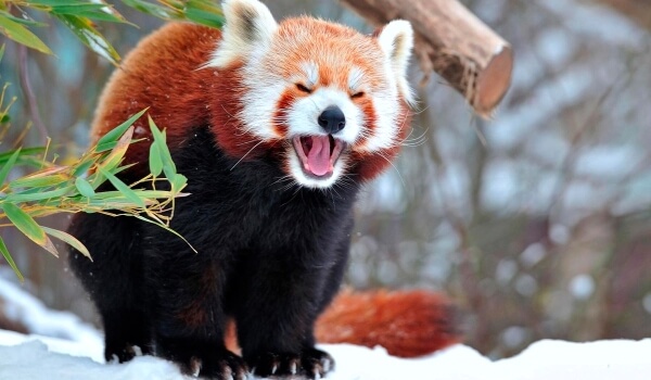Photo: Lesser red panda in the snow