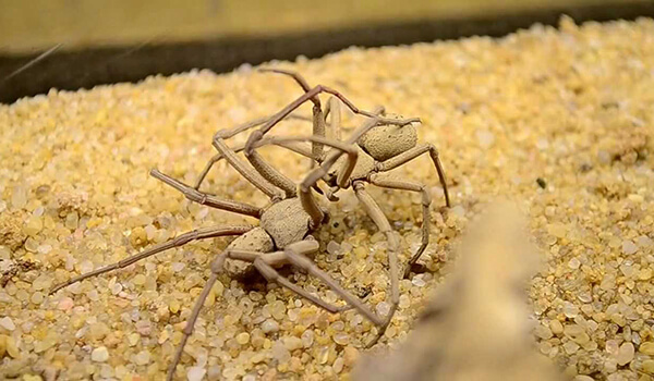 Foto: Šestioký písečný pavouk