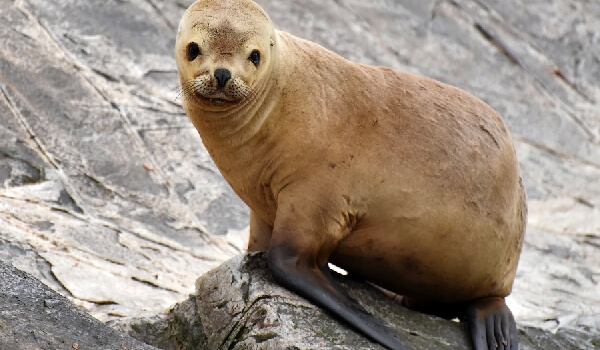 Photo: What an eared seal looks like