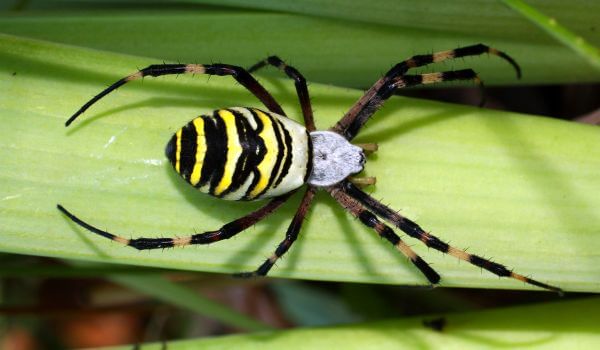 Foto: Argiope Brünnich's Spider