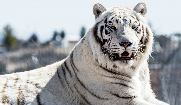 Photo: White Tiger from the Red Book