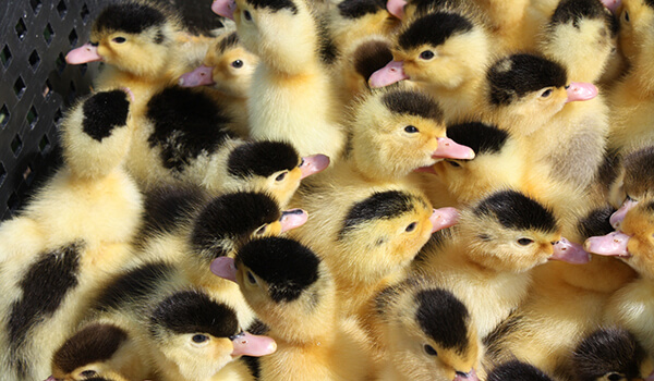 Photo: Moulard Chicks